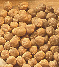 Growing Chickpeas